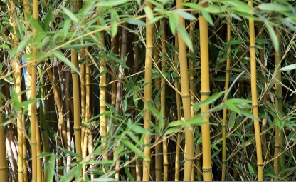 Gele bamboe stengels