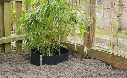 Hoe en wanneer plant je bamboe aan in de tuin?
