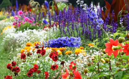 10 bloeiers voor een kleurrijke tuin