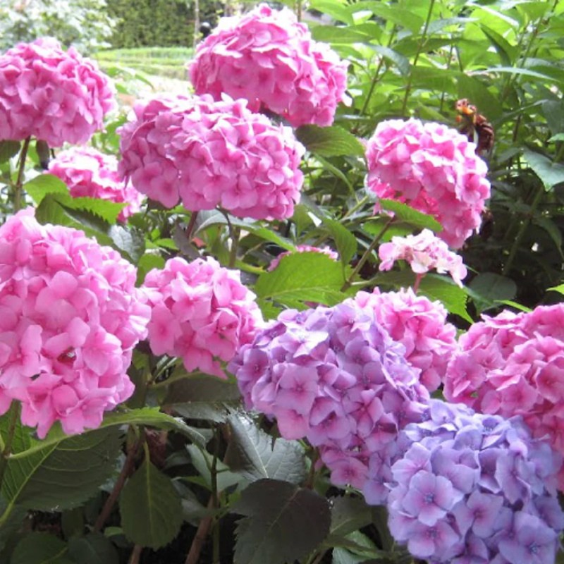 niet voldoende eb dood 10 bloeiers voor een kleurrijke tuin | Tuincentrum.nl