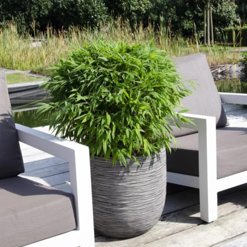 geloof Bijwerken Smaak Bamboe voor in pot kopen | Hoogste kwaliteit - Tuincentrum.nl