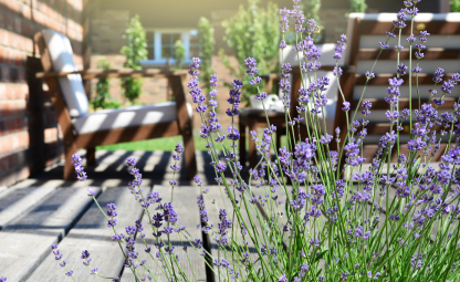 Lavendel snoeien