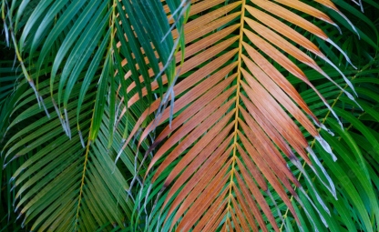 Palm met bruine bladeren