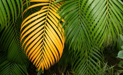 Palm met gele bladeren