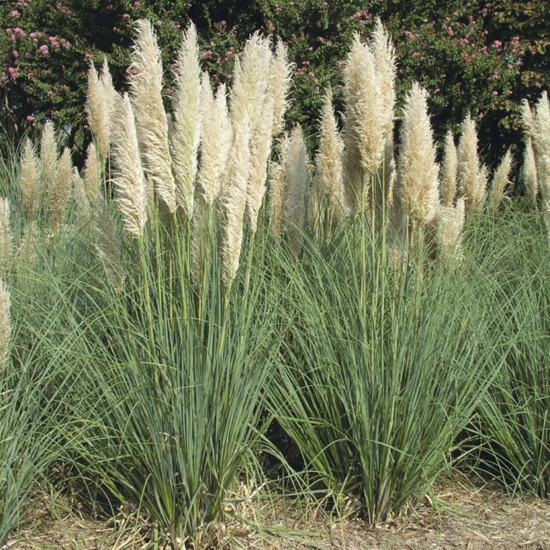 Cortaderia XXL