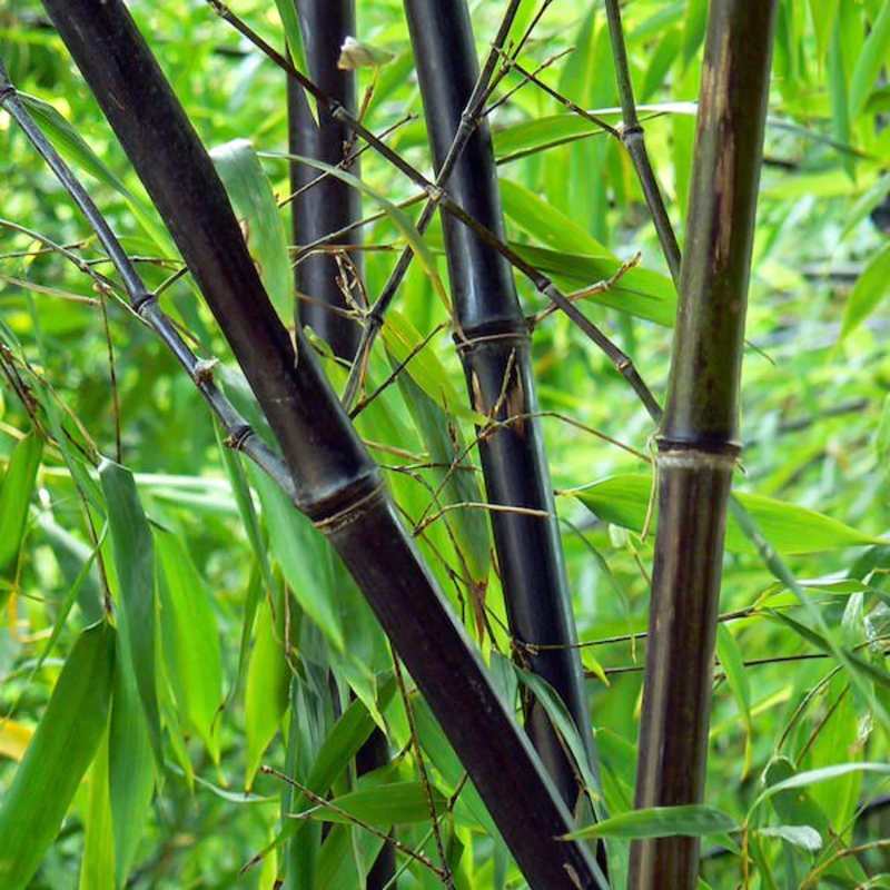Behoort Schijn vuurwerk Bamboe in je tuin? Ontdek verschillende bamboesoorten | Tuincentrum.nl