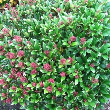 10 schaduwplanten voor een tuin met veel schaduw