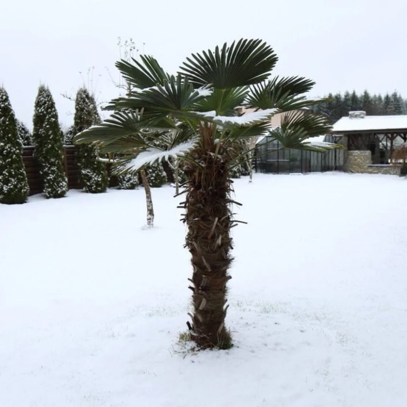 Winterharde palmen